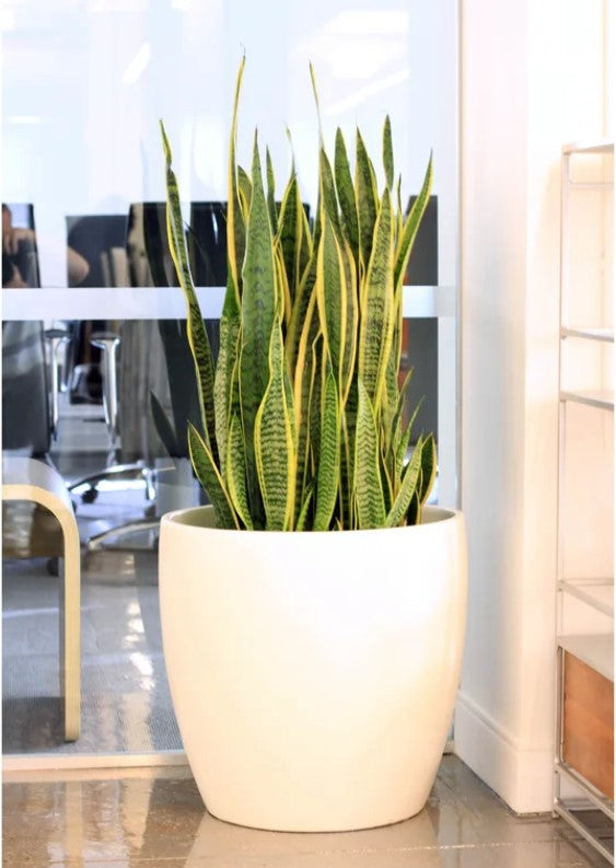 Bankston Fiberglass Pot Planter