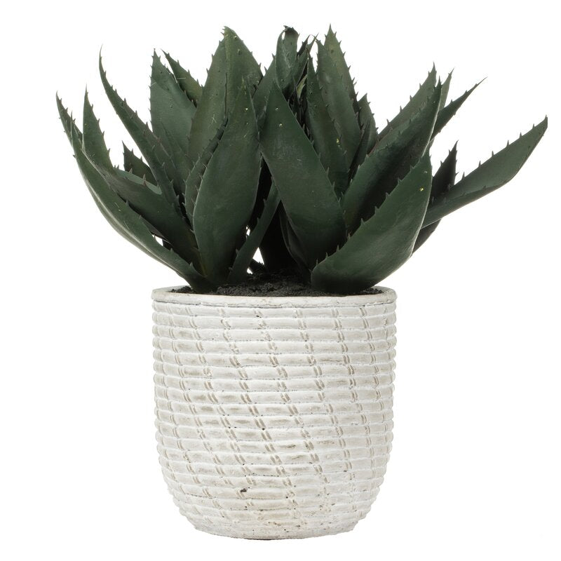 Succulent in Pot