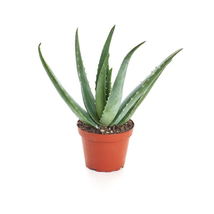 Shopsucculents Succulent Plant Desktop Plant in a Pot