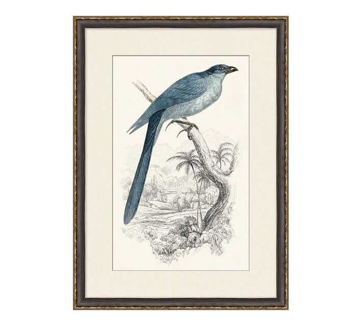 Traditional Bird Framed Paper Prints