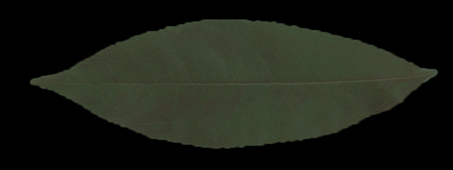 Artifical Cream Magnolia Stem Set of 3