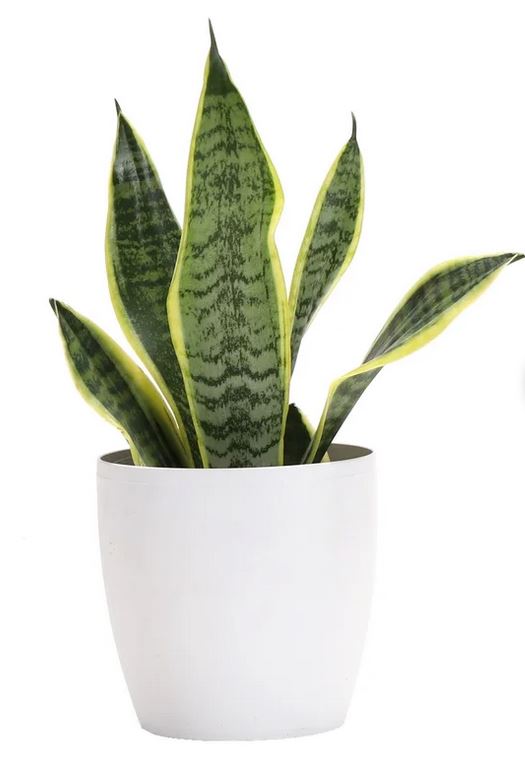 Live Laurentii Snake Plant in Classic Pot Thorsen's Greenhouse Base Color: White