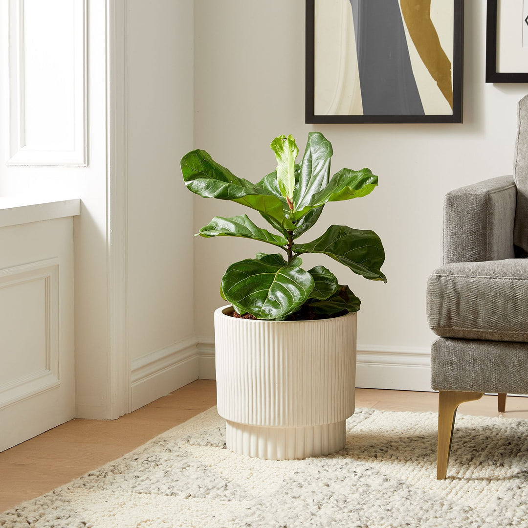 Live Ficus Plant Grow Pot