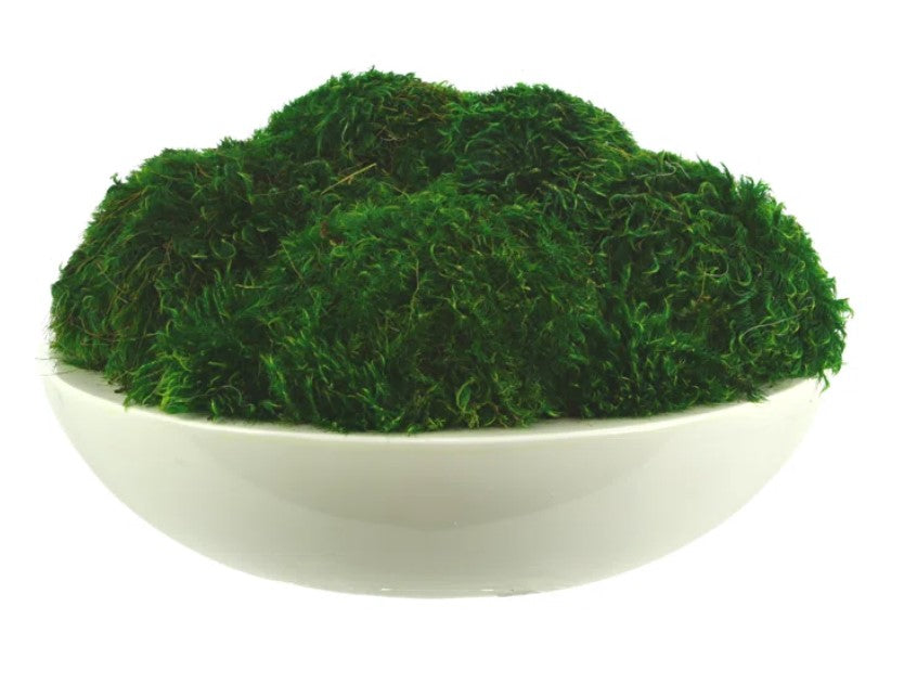 Preserved Moss Plant in Planter