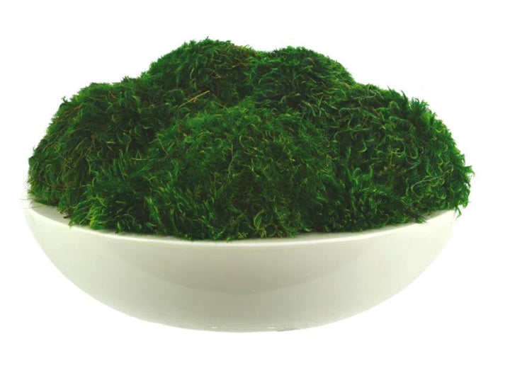 Preserved Moss Plant in Planter