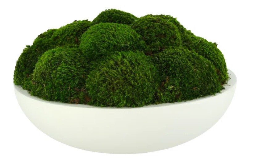 Preserved Moss Plant in Planter