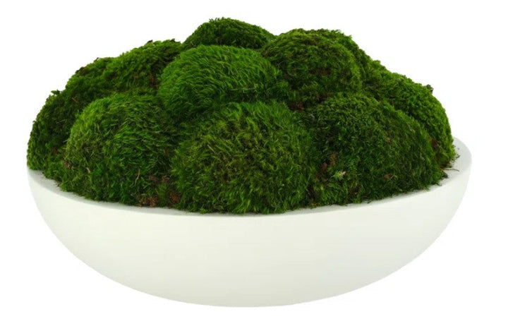 Preserved Moss Plant in Planter
