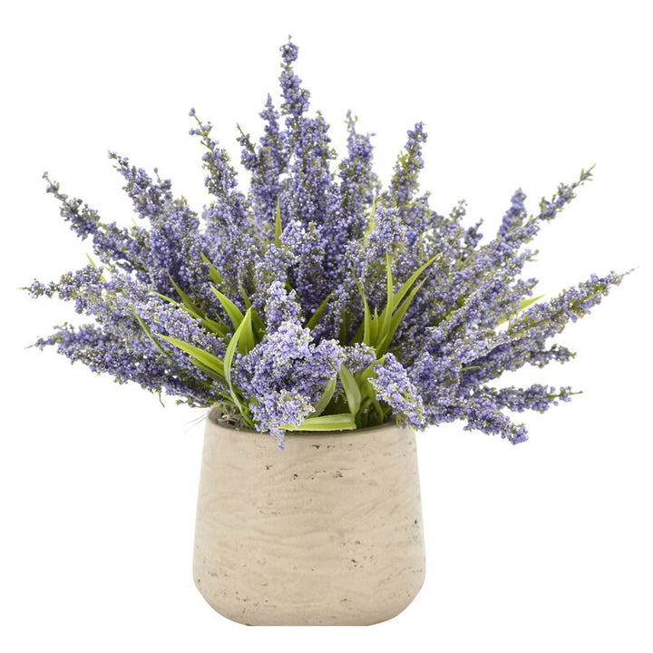 Lavender in Pot