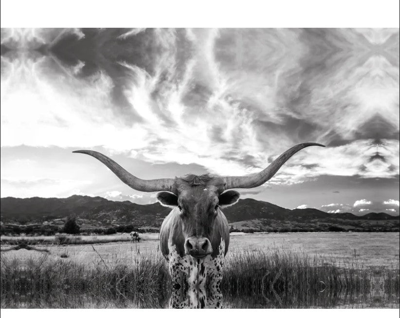 Black And White Longhorn Cow I Wrapped Canvas Photograph