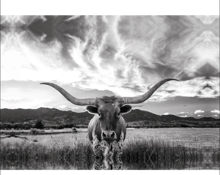 Black And White Longhorn Cow I Wrapped Canvas Photograph