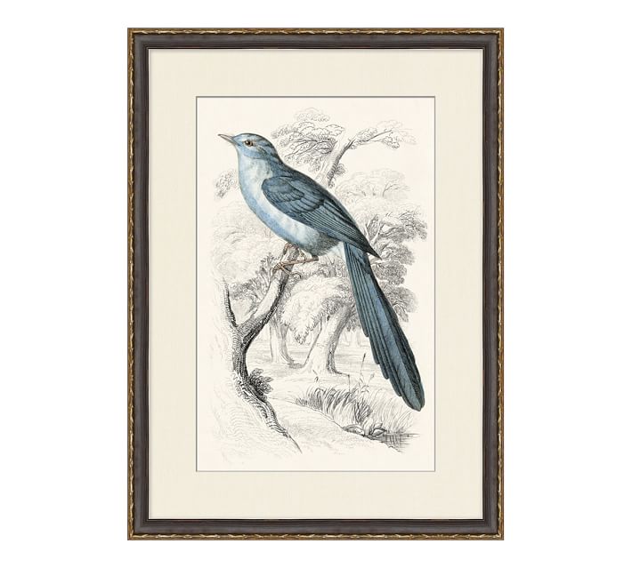 Traditional Bird Framed Paper Prints