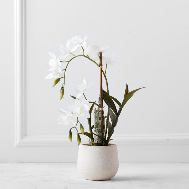 Cycnoches Spray In Pot