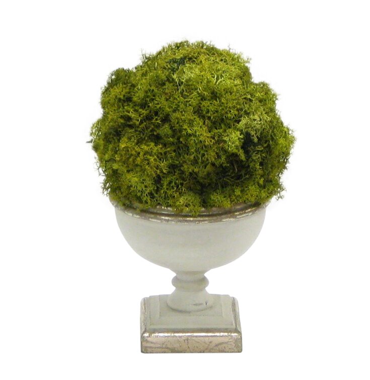 Preserved Moss Topiary in Urn