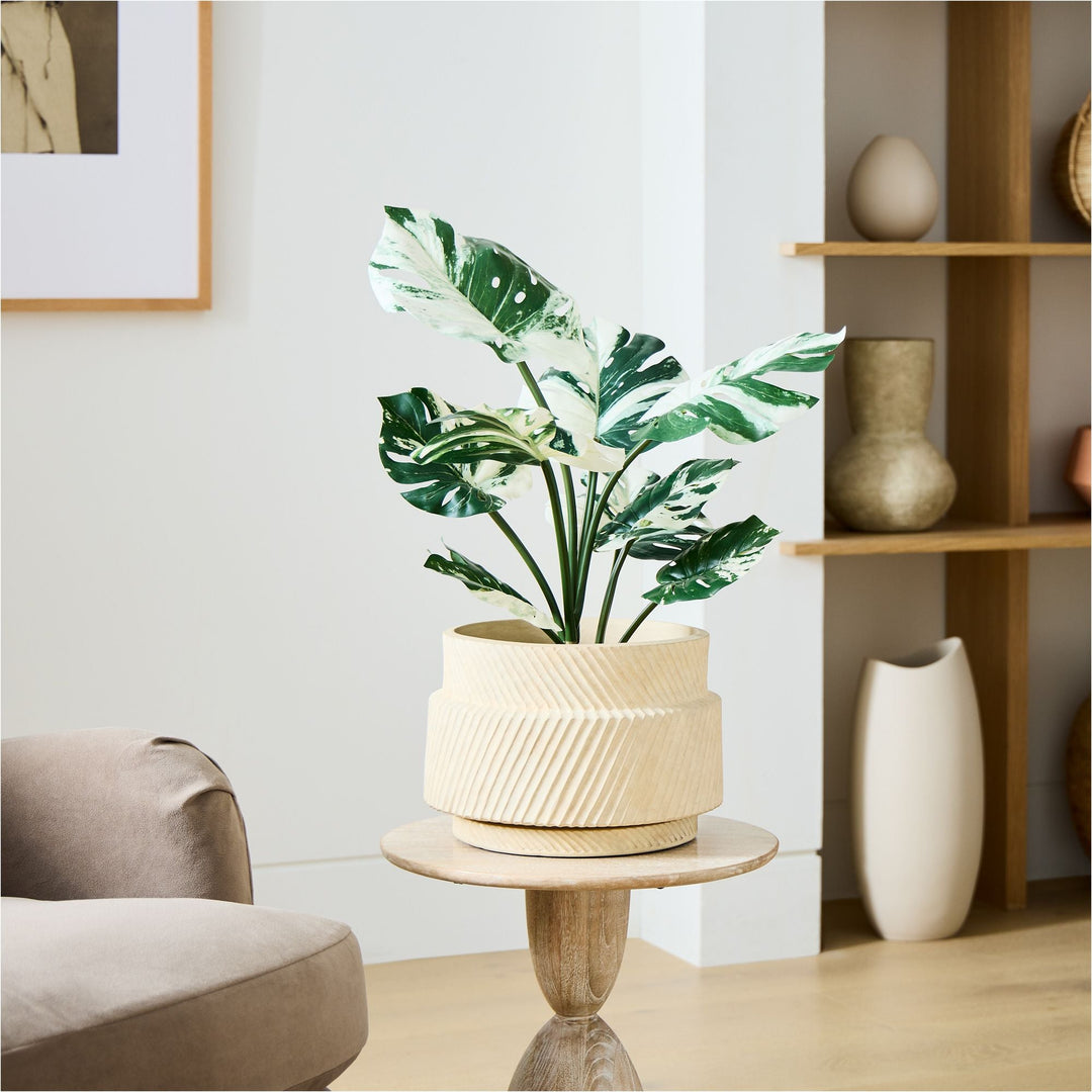 Faux Potted Variegated Monstera Plant