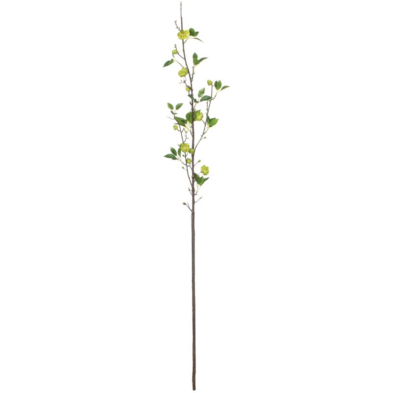 Chinese Flowering Crab-Apple Cherry Blossom Stem