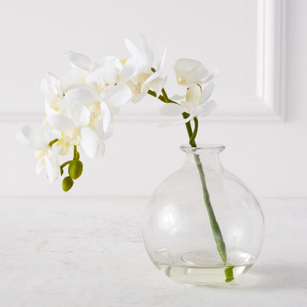 Phaleanopsis Stem With Glass