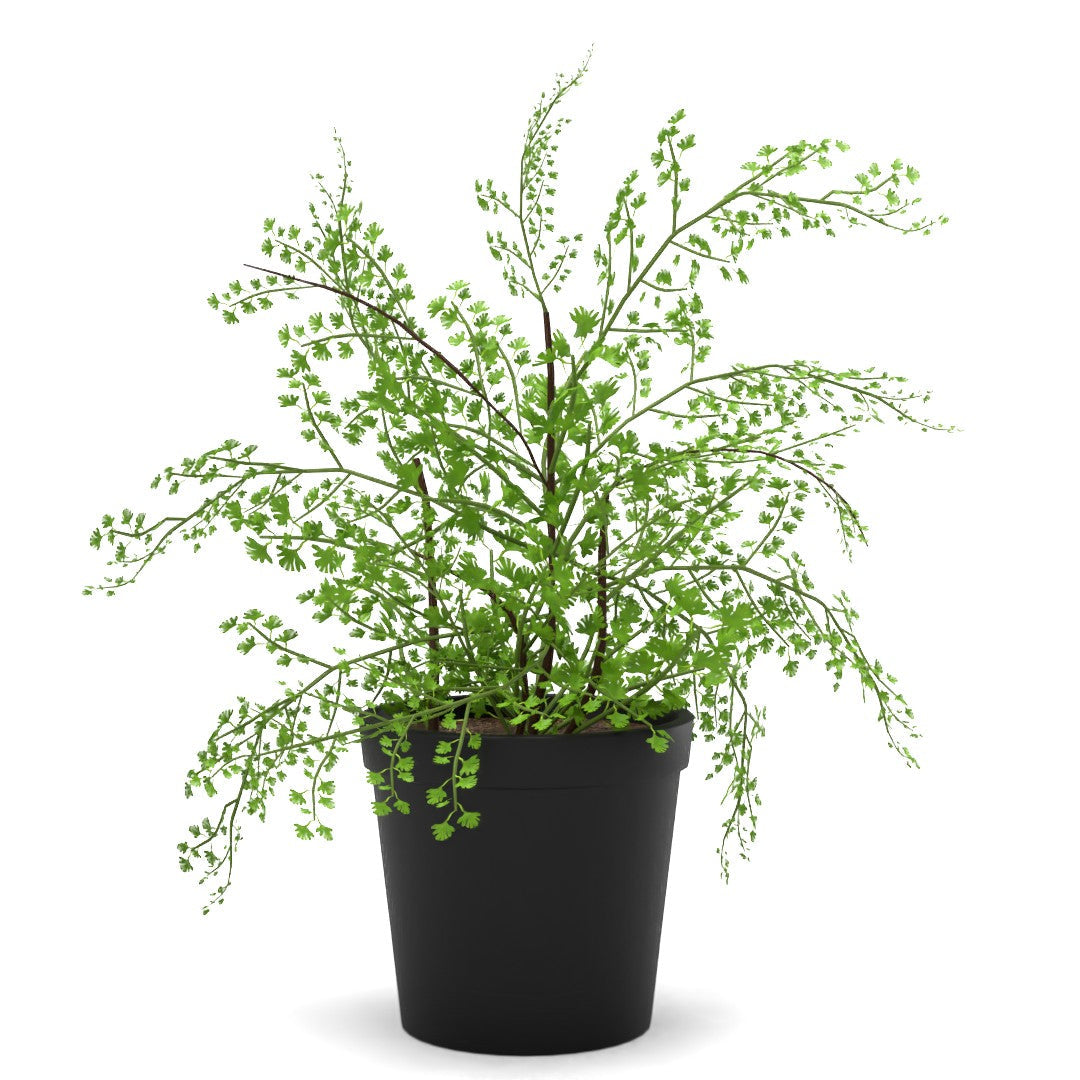 Faux Potted Maidenhair Fern