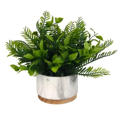 Fern Plant in Pot