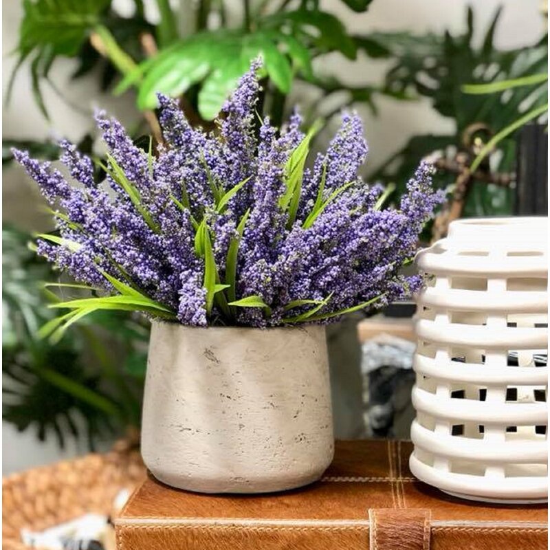 Lavender in Pot