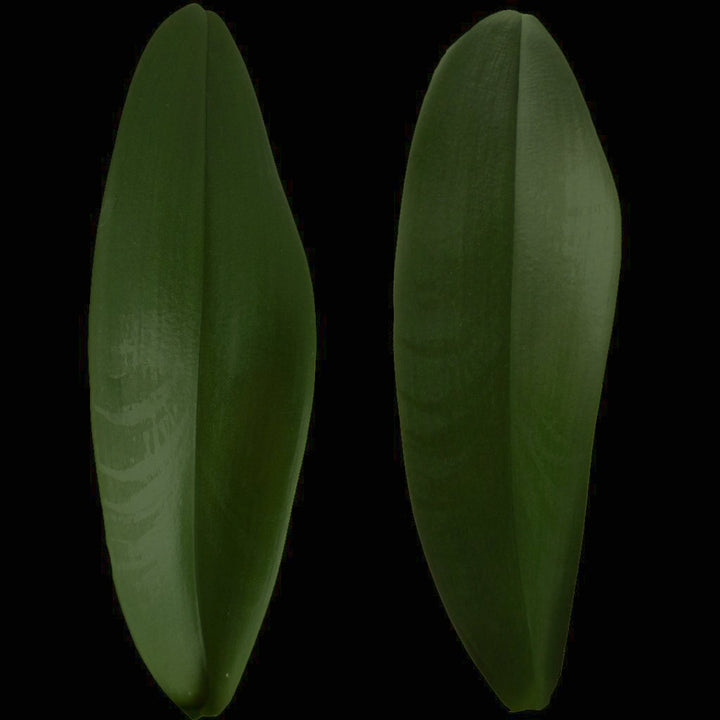 FAUX POTTED PHALAENOPSIS