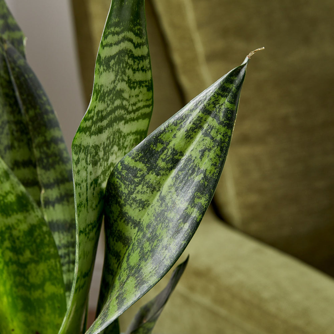 Live Sanseviera Plant Grow Pot