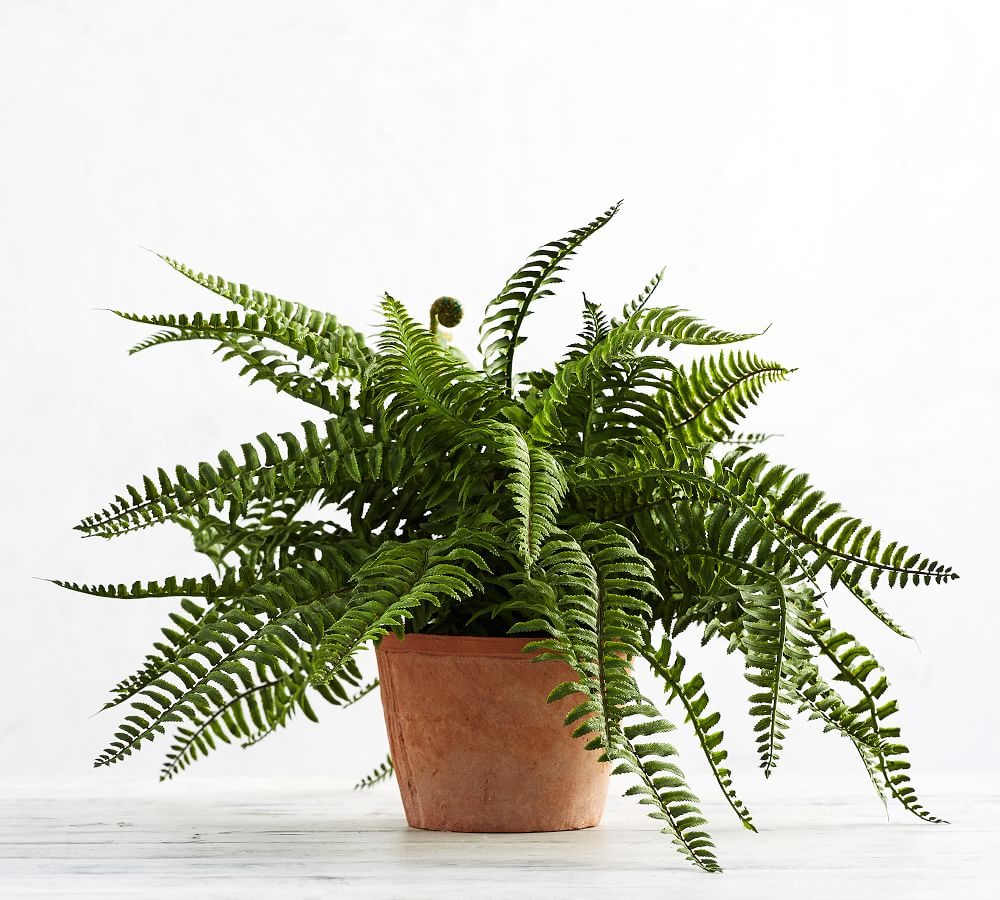 Faux Potted Boston Fern