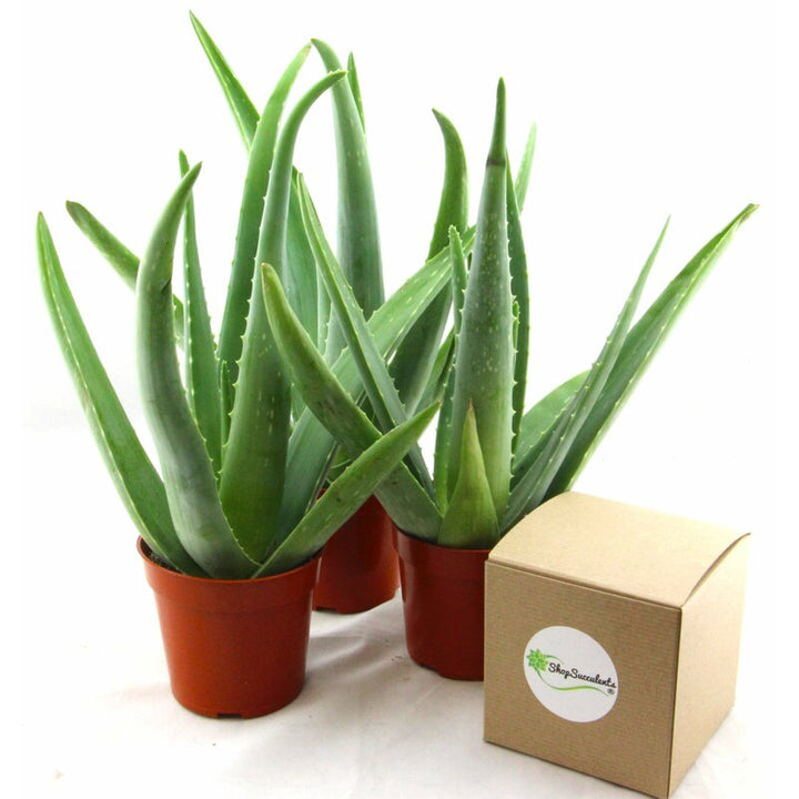 Shopsucculents Succulent Plant Desktop Plant in a Pot