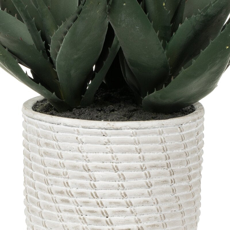 Succulent in Pot