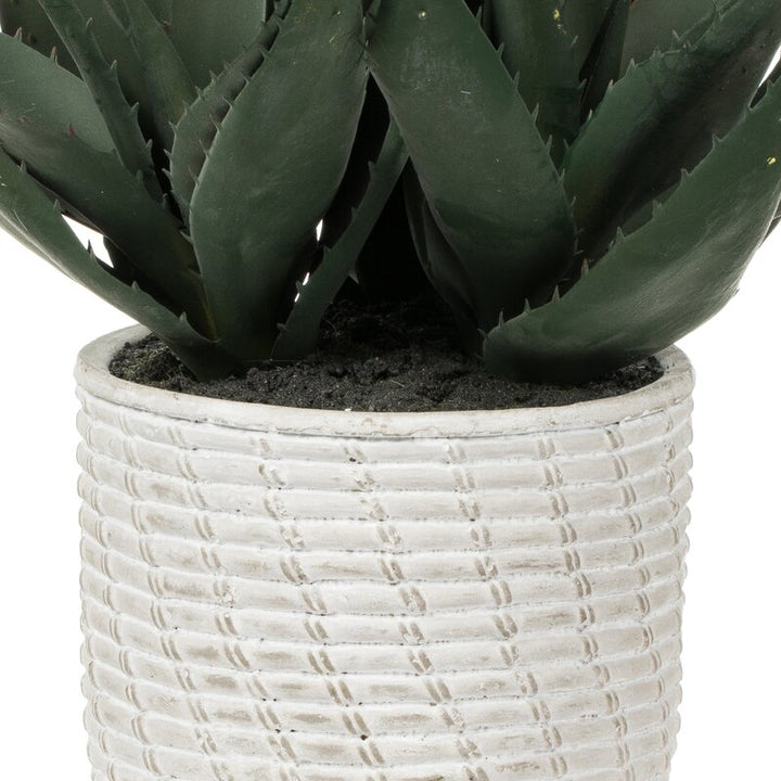 Succulent in Pot