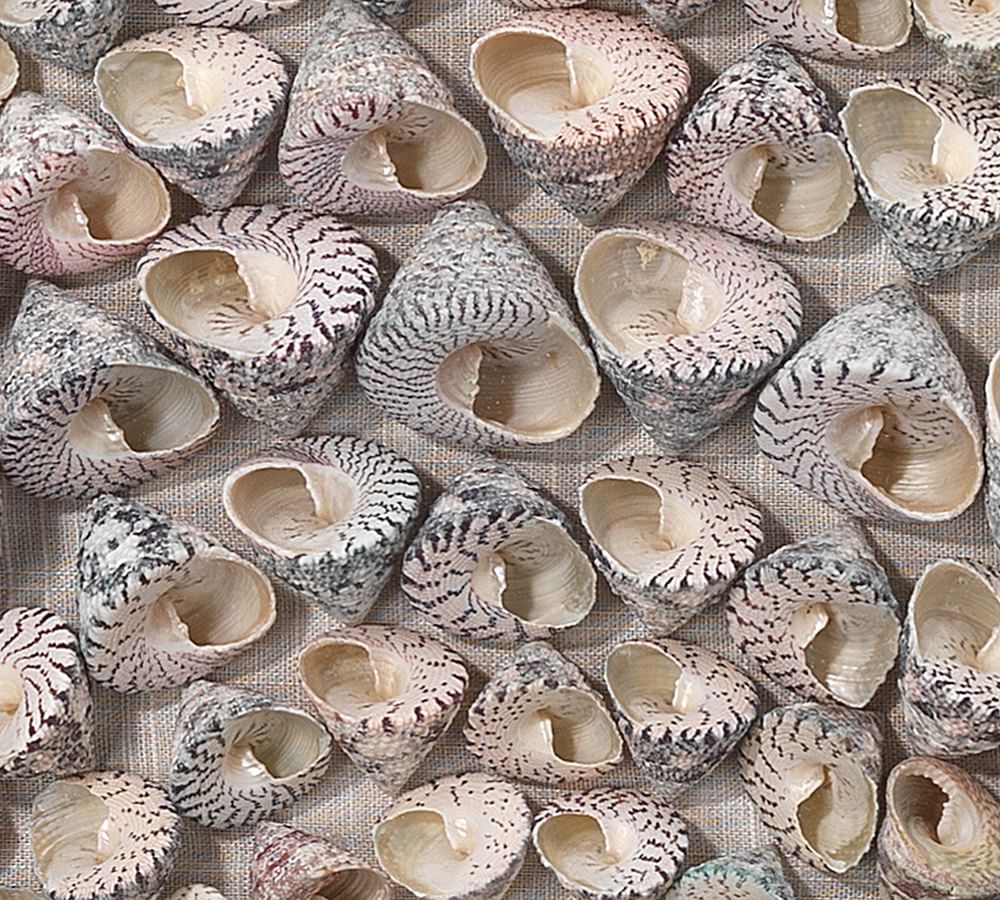 Trochidae Shell Shadow Box Wall Art With Frame