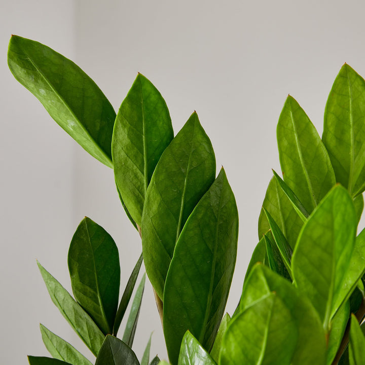 Live ZZ Plant Grow Pot