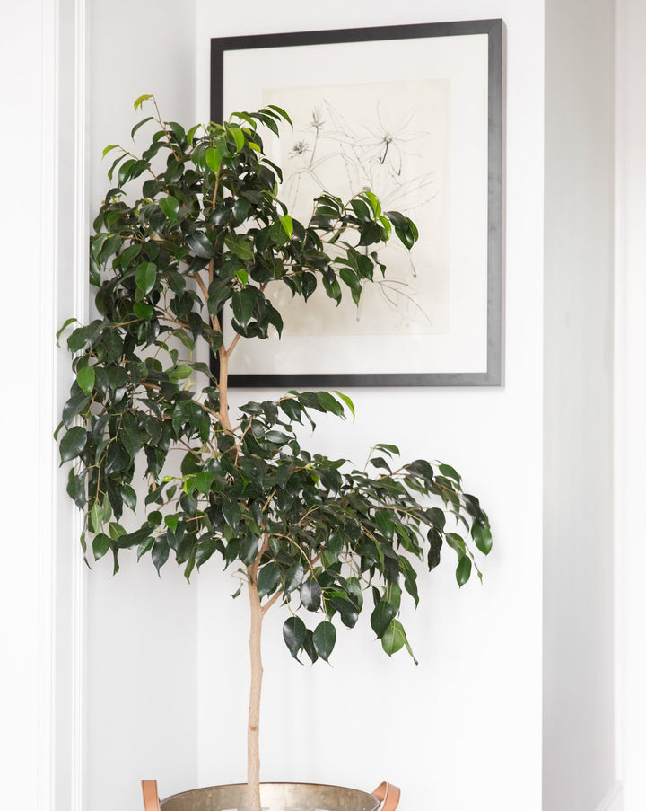 Floral Study 3 with Frame-21.5"x25.5"