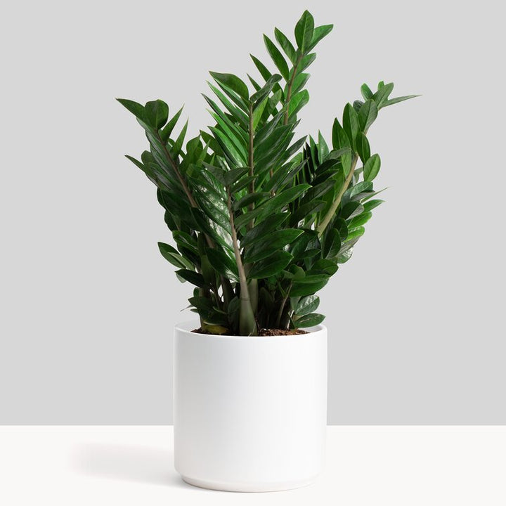 Porcelain Ceramic Pot Planter