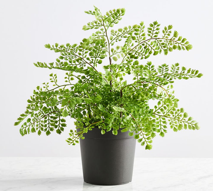 Faux Potted Maidenhair Fern