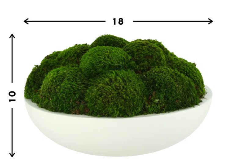 Preserved Moss Plant in Planter