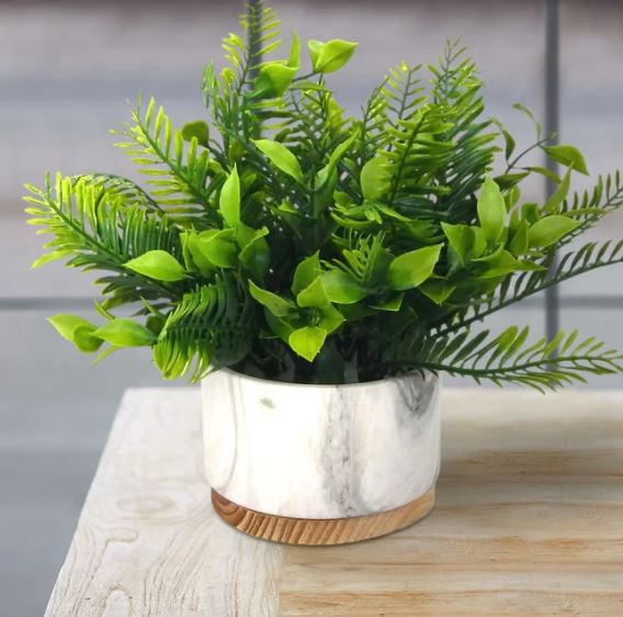 Fern Plant in Pot