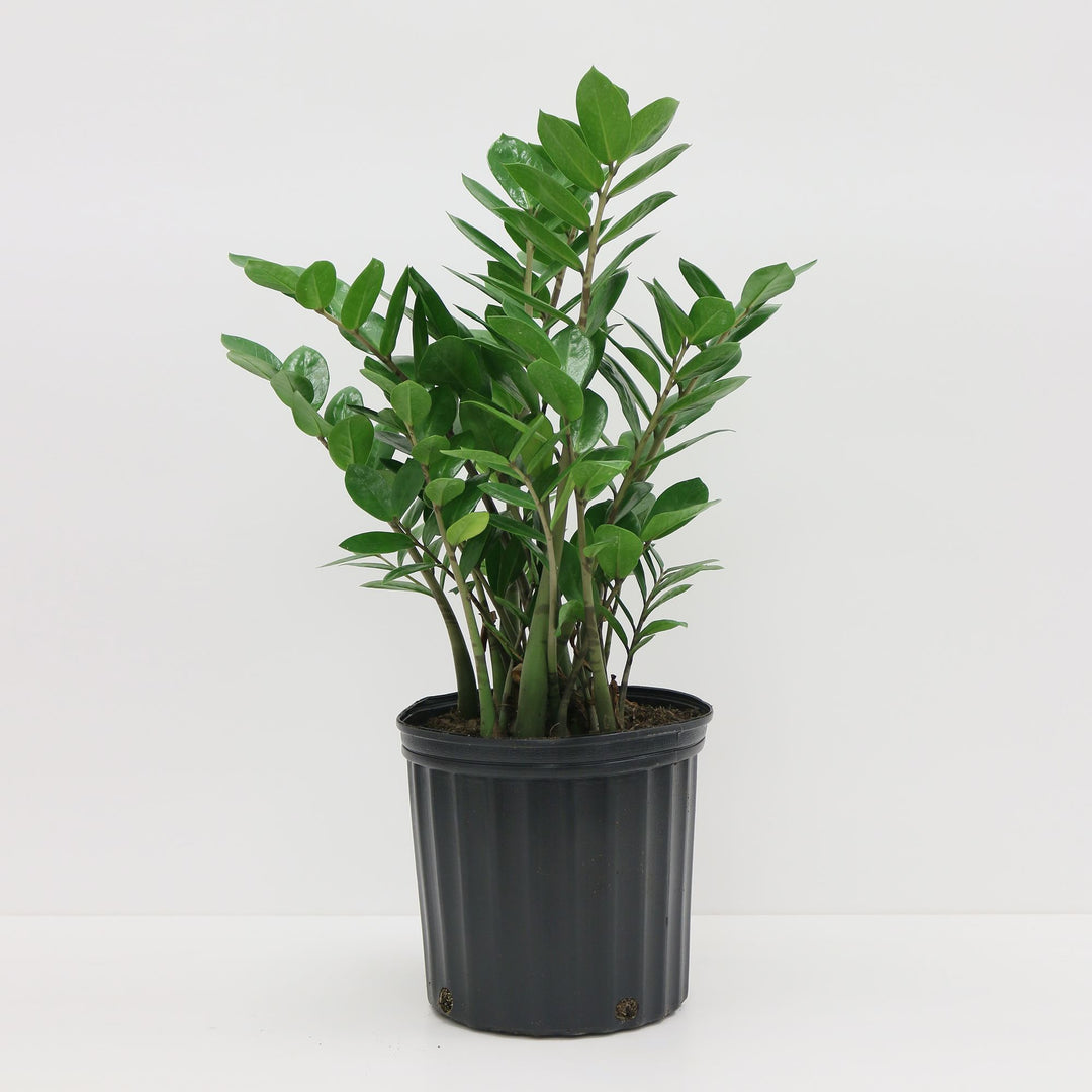 Live ZZ Plant Grow Pot