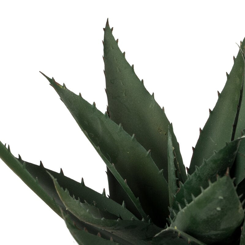 Succulent in Pot