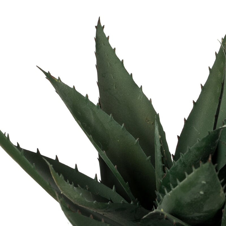 Succulent in Pot