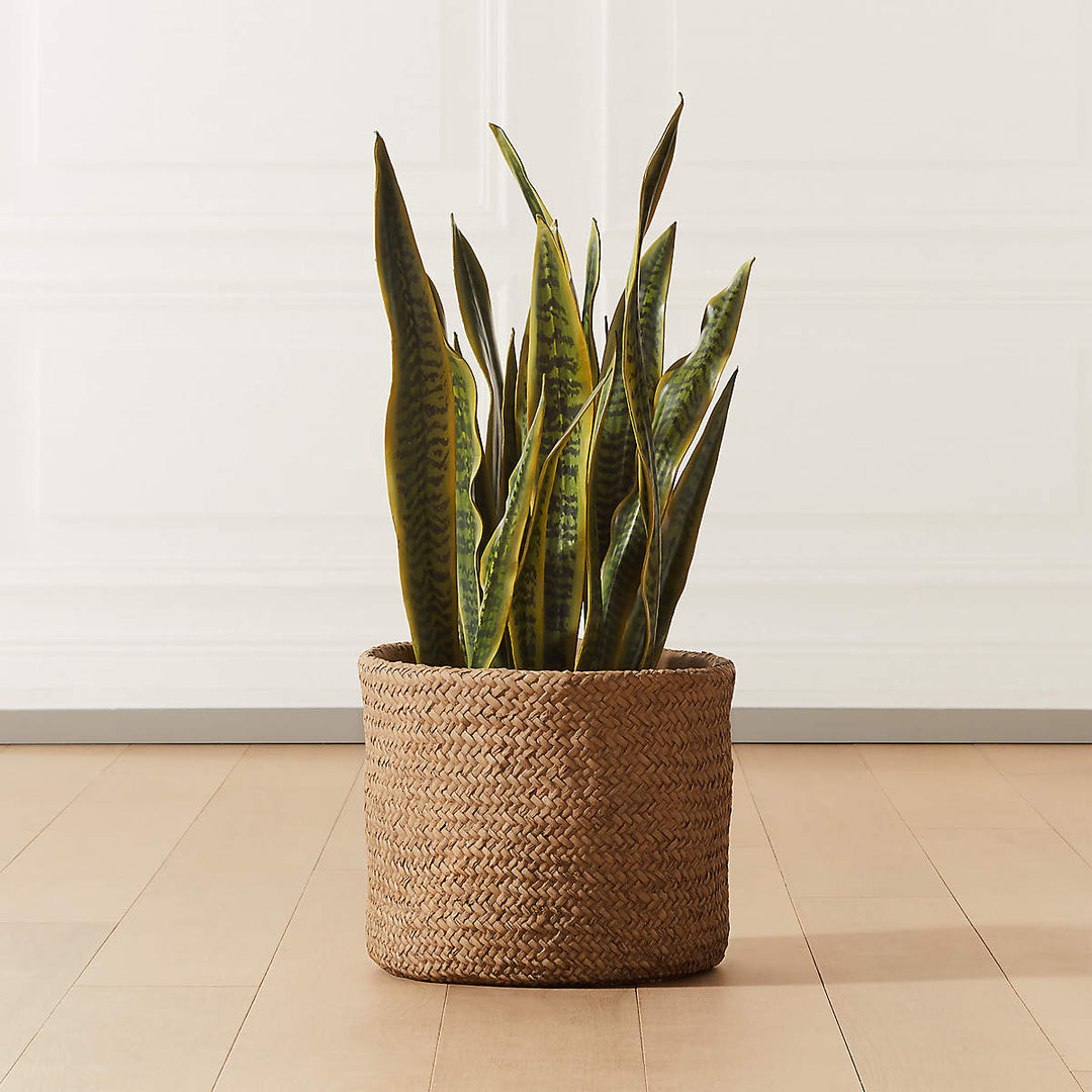 Faux Snake Plant