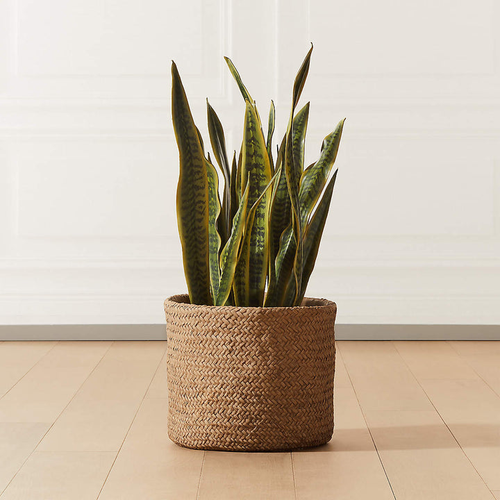 Faux Snake Plant