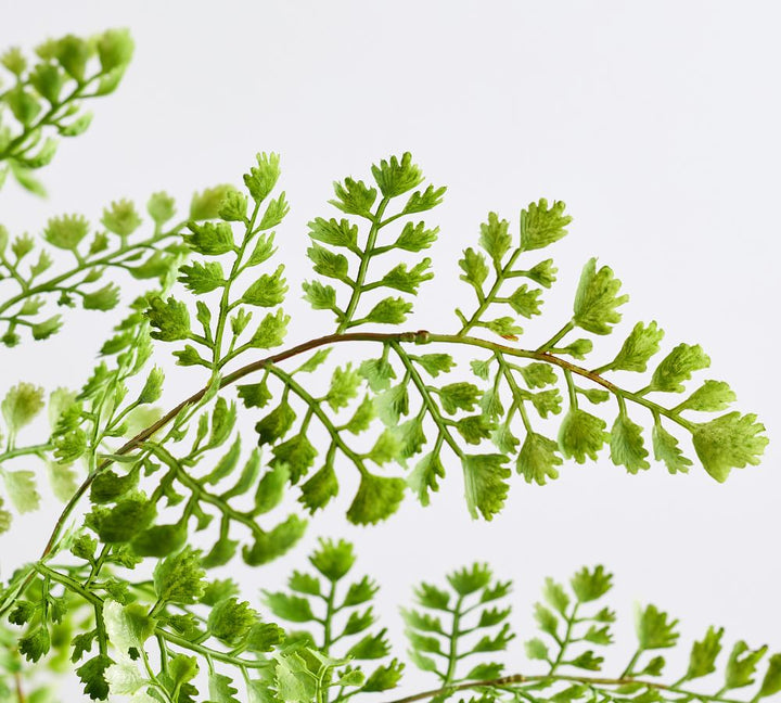 Faux Potted Maidenhair Fern