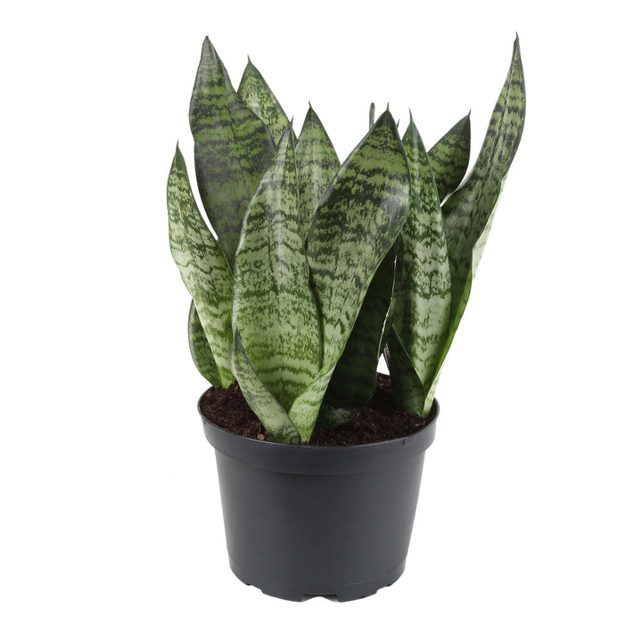 Live Sanseviera Plant Grow Pot
