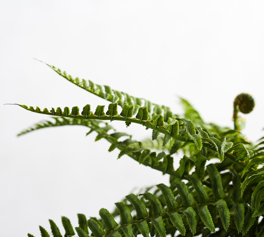 Faux Potted Boston Fern