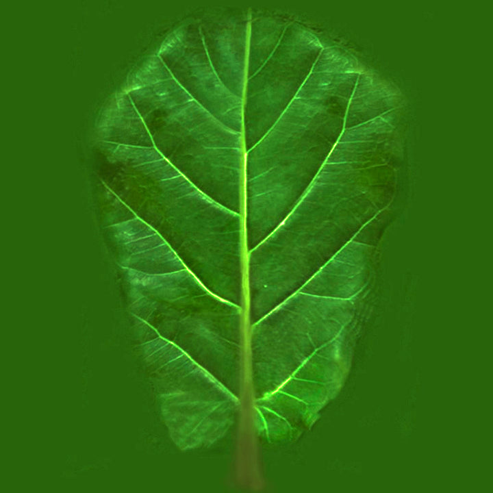 Artificial Fiddle Leaf Fig Tree in Pot