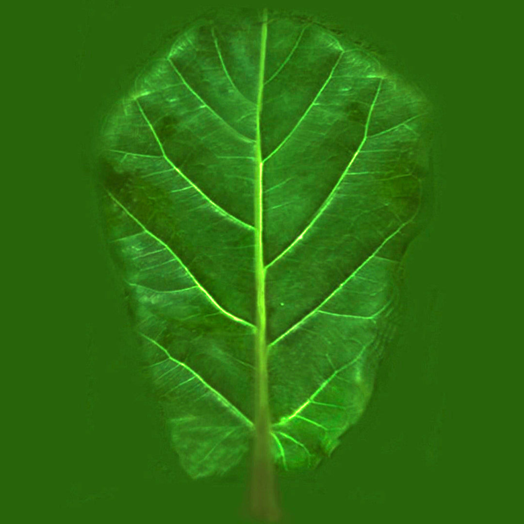 Artificial Fiddle Leaf Fig Tree in Pot