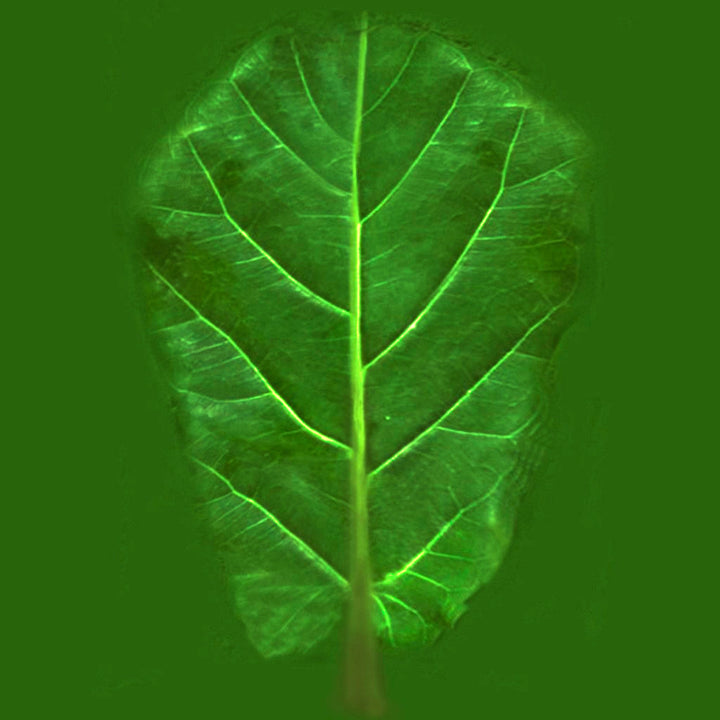 Artificial Fiddle Leaf Fig Tree in Pot