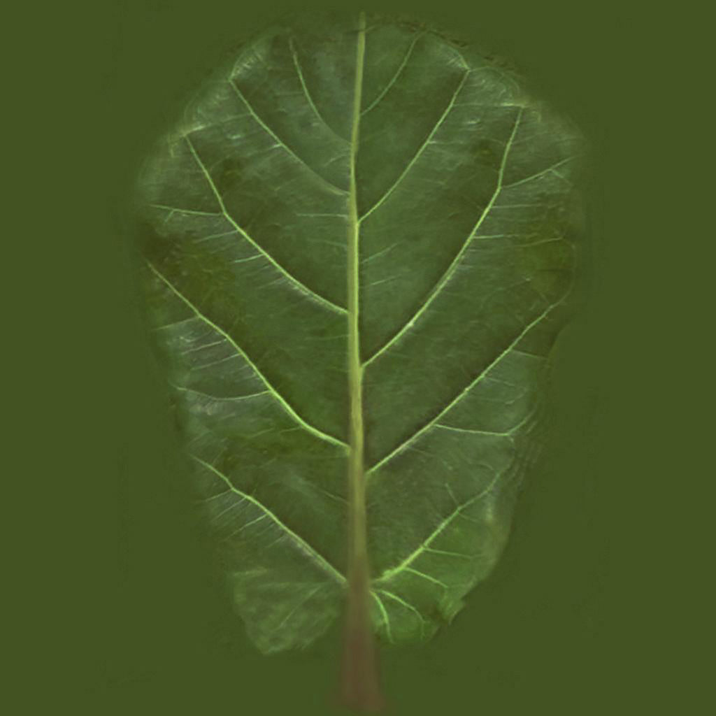 Faux Potted Fiddle Leaf Fig Trees