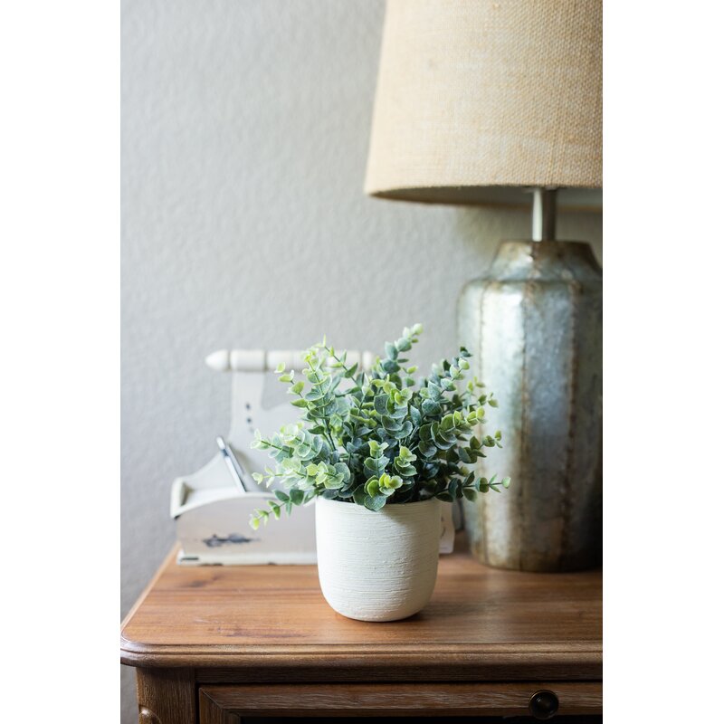 Texture Eucalyptus Plant in Planter