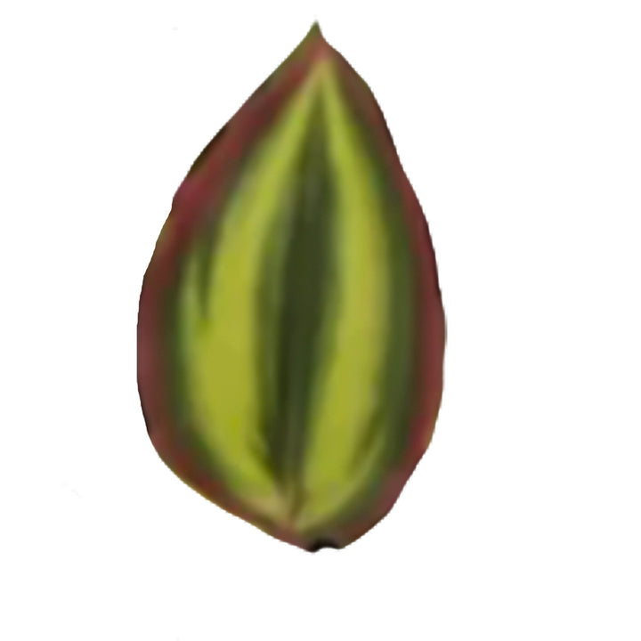 Wandering Jew Hanging Bush Ivy Plant